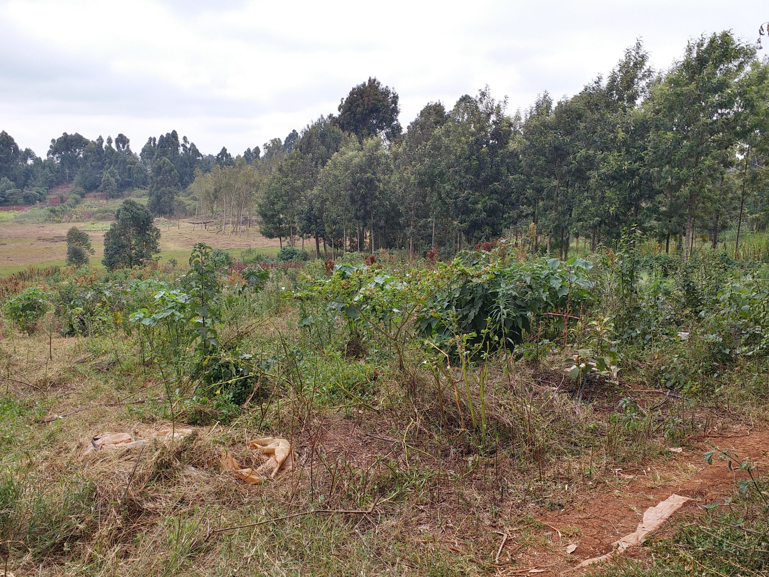 KIKUYU, ONDIRI, LAND FOR SALE Signature Africa Property Consult
